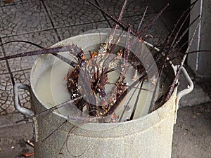 Lobster cooking in an outdoor kitchen