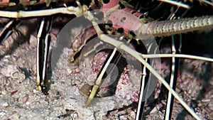 Lobster crab hios underwater in search of food on seabed of Maldives.