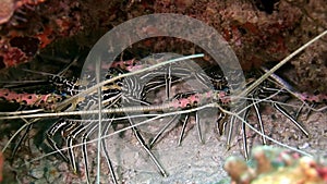 Lobster Crab hios underwater in search of food on seabed of Maldives.