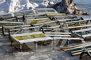 Lobster/Crab Traps in Ice