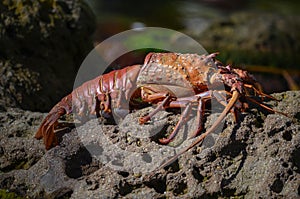 Lobster crawling