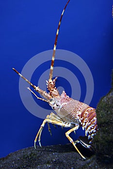 Lobster or Crayfish photo