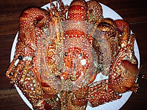 Lobster Crayfish