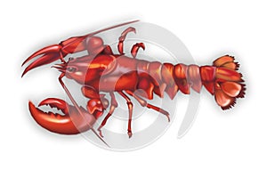 Lobster photo