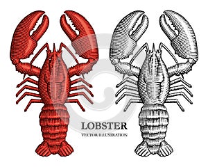 Lobster engraving vector illustration. Hand drawn crustacean in a vintage style photo