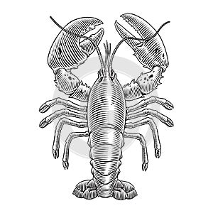 Lobster engraving vector illustration for seafood menu. Hand drawn crustacean in a vintage style.