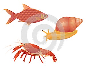 Lobster fish smail