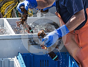 Lobster fisherman holding two live Maine lobsters photo