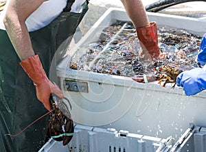 Lobster fisherman reaching into water filled bin of live lobster