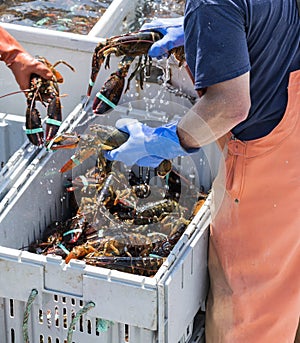 Three live lobsters being held by fishermen photo