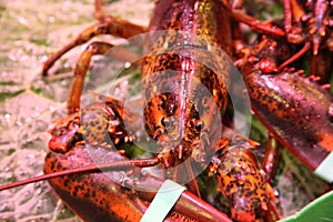 Lobster on foodmarket close up