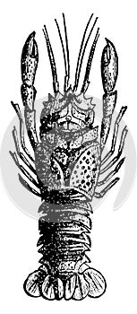 Lobster Fossil, vintage illustration