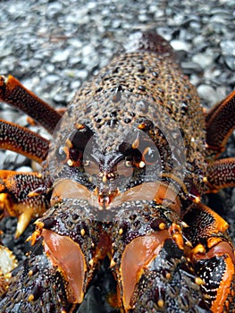 Lobster, fresh crayfish - New Zealand