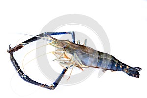 Lobster or giant freshwater prawn