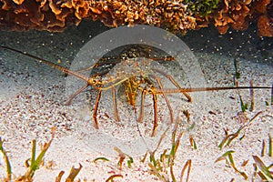 Lobster in Great Mayan Reef at Riviera Maya