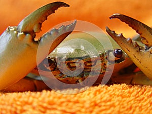 Lobster Green crab details