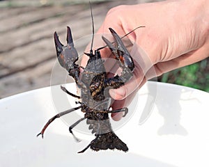 Lobster in hand