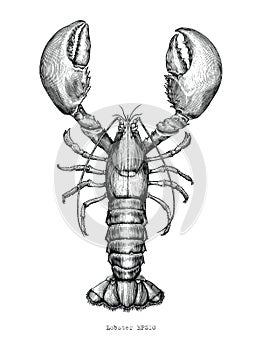 Lobster hand drawing vintage engraving illustration