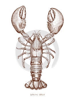 Lobster hand drawing vintage engraving illustration