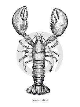 Lobster hand drawing vintage engraving illustration photo