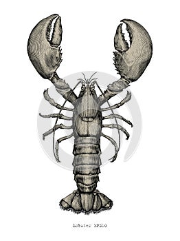 Lobster hand drawing vintage engraving illustration