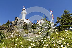 Lobster Head Cove Light and Daisies