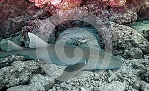 A lobster hides from a nurse shark in Florida Keys National Marine Sanctuary.