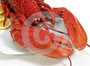 Lobster, homarus gammarus, Boiled Crustacean against White Background