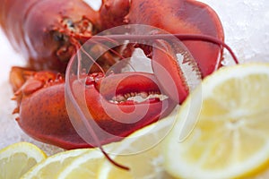 Lobster on ice