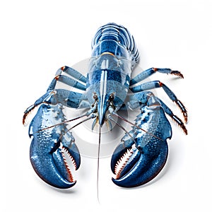 Blue lobster isolated on white background