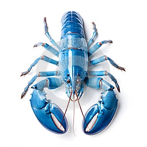 Blue lobster isolated on white background