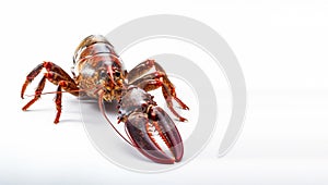 Lobster on isolated white background generative AI