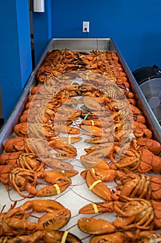 Lobster Market