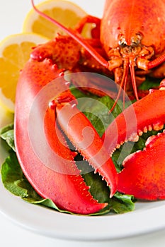 Lobster meal in a white plate