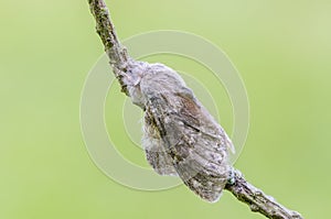 The Lobster moth on mossy twig