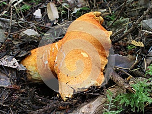 Lobster Mushroom - Hypomyces lactifluorum