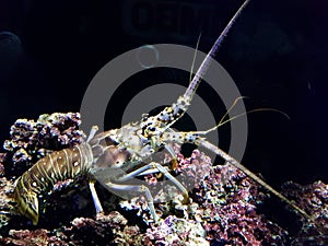 Lobster in the ocean