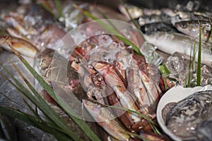 Various fresh seafood and fishes in fish market