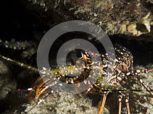 Lobster in Bonaire