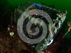 Lobster pot. St Abb's Head & Eyemouth. Diving, Scotland