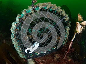 Lobster pot. St Abb's Head & Eyemouth. Diving, Scotland