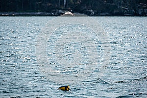 Lobster pot trap buoy floating on a choppy ocean in the Atlantic Ocean