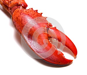 Lobster's claw