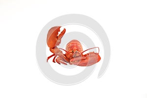 Lobster say hello