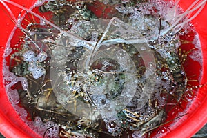 Lobster Sell in fresh seafood market