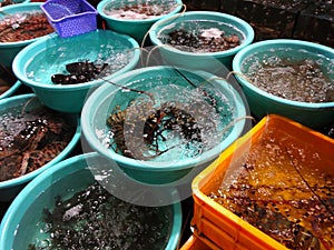 Lobster Sell in fresh seafood market