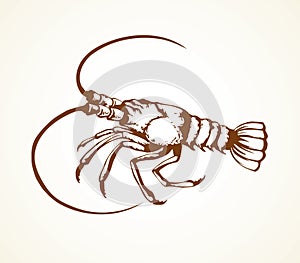 Lobster. Vector drawing