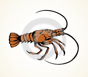 Lobster. Vector drawing