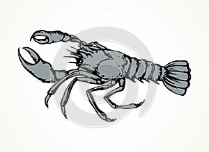 Lobster. Vector drawing