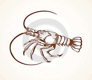 Lobster. Vector drawing photo